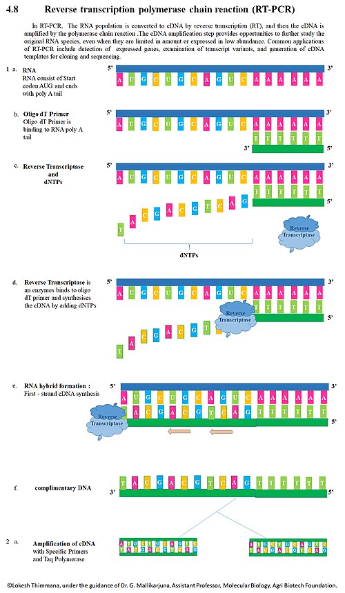 File:RT PCR Model.jpg
