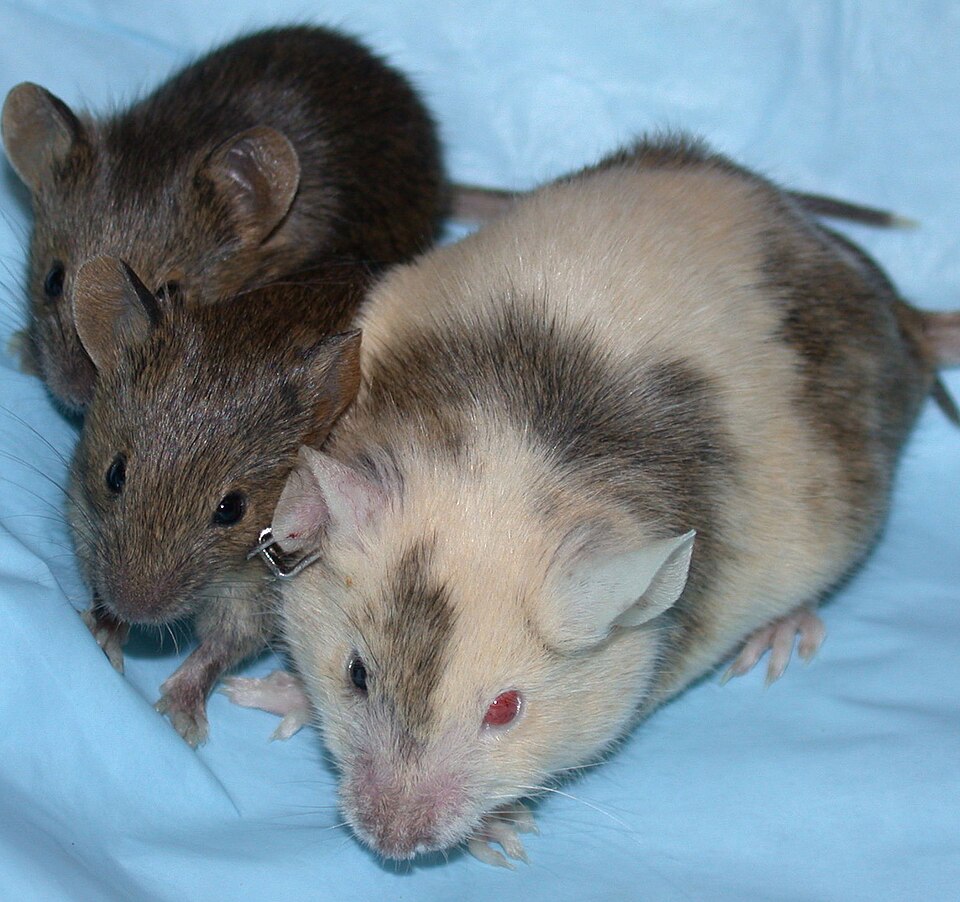 File:ChimericMouseWithPups.jpg