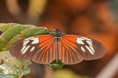 Common longwing Heliconius erato amazona Brazil
