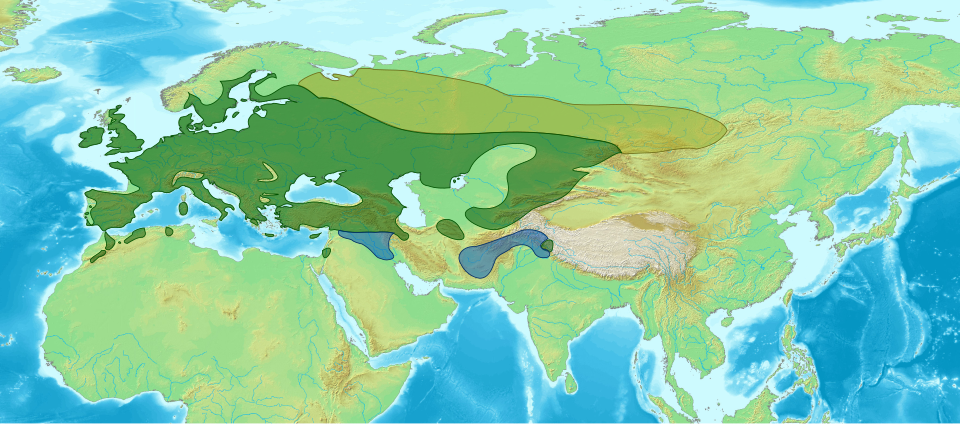 File:Corvus monedula distribution de.svg