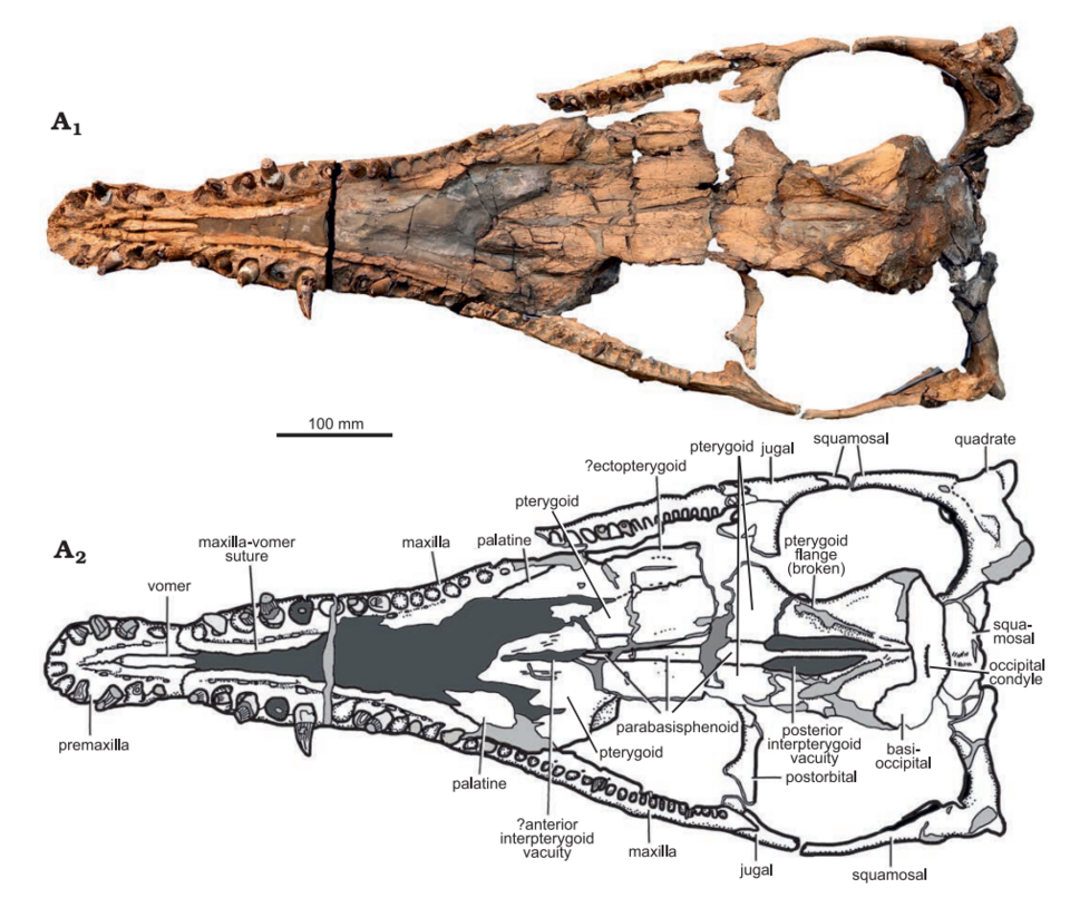 File:Eardasaurus skull ventral.png
