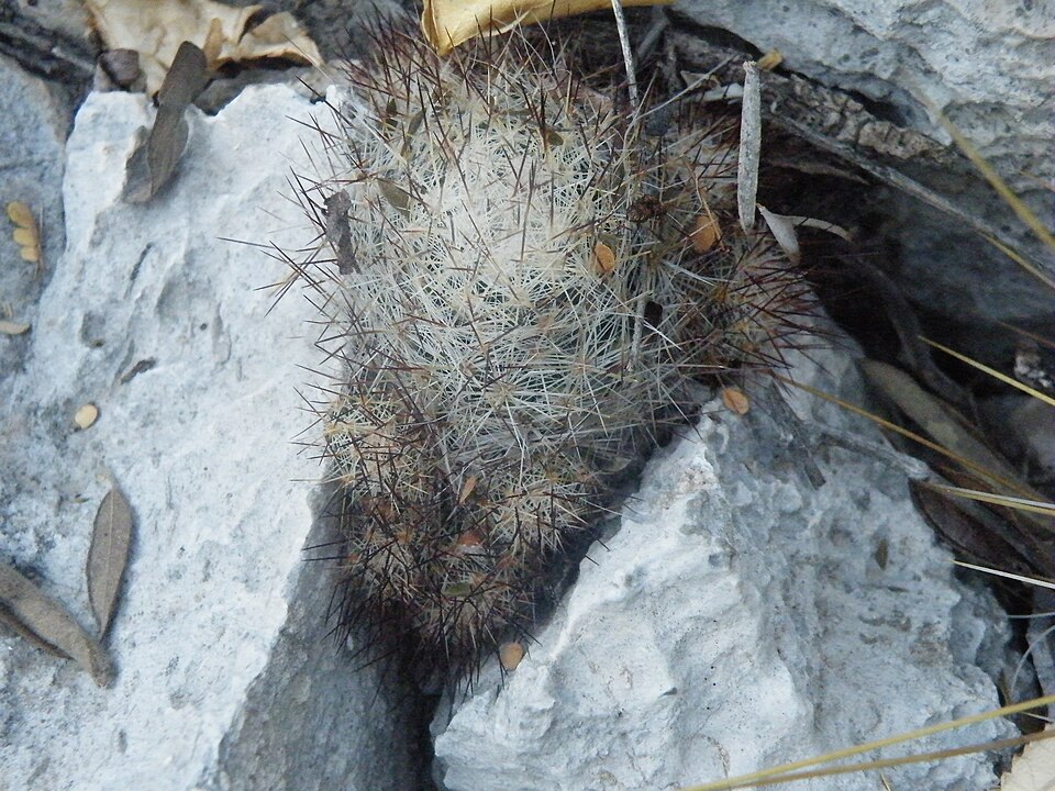 File:Escobaria emskoeterriana (5664136008).jpg