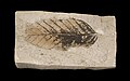 Thumbnail for version as of 10:54, 29 January 2011