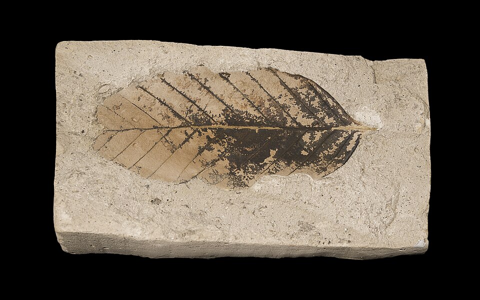 File:Fagus sylvatica pliocenica MHNT.PAL.VEG.2002.31.jpg