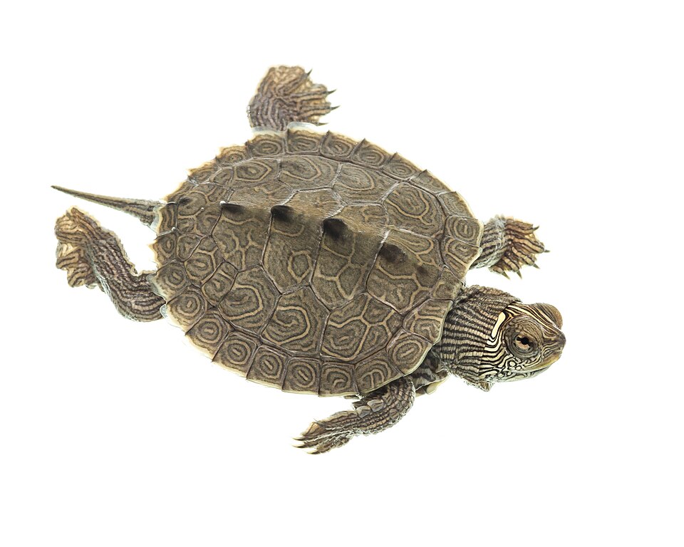 File:False map turtle (51240433773).jpg