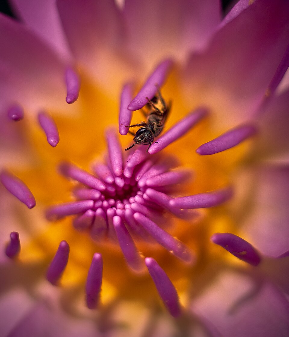 File:Insect & flower - 1.jpg