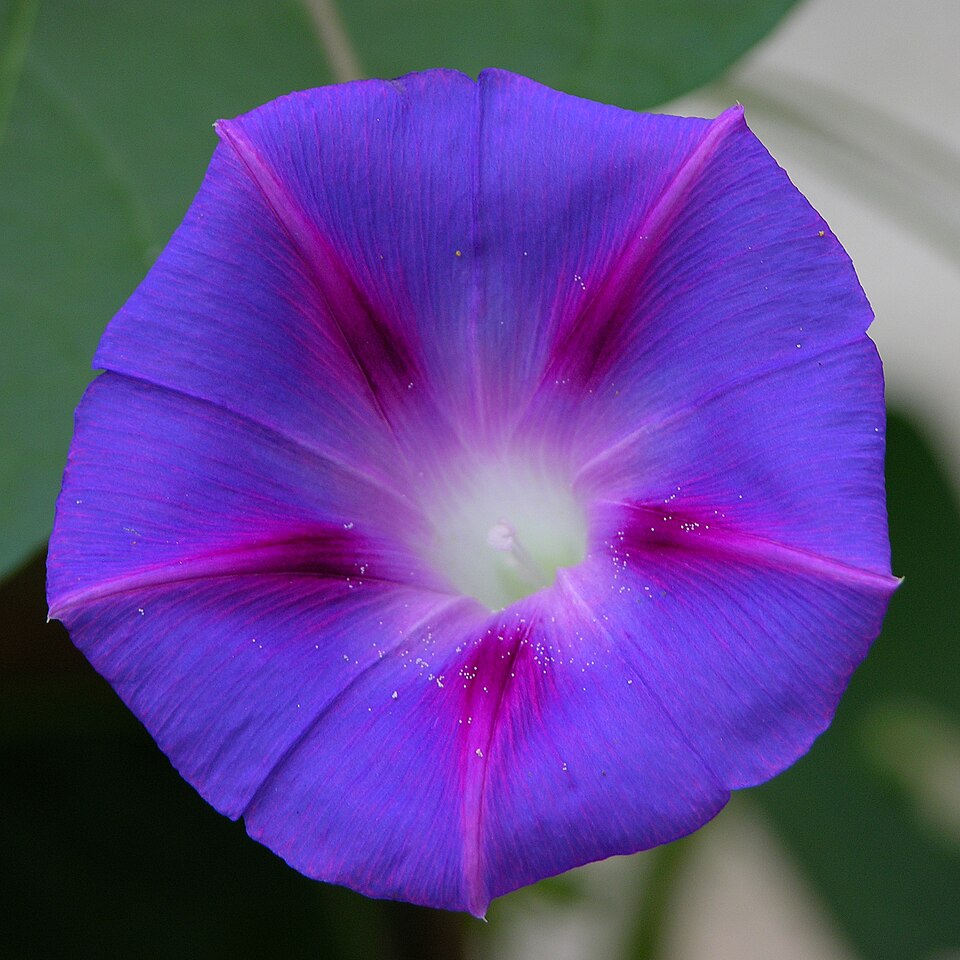 File:Ipomoea purpurea 2400px.jpg
