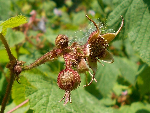 Flower buds