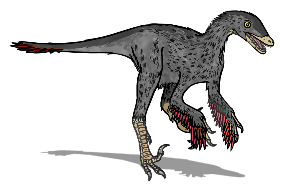 File:Saurornithoides 02.png