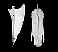 Sternum of a bird.