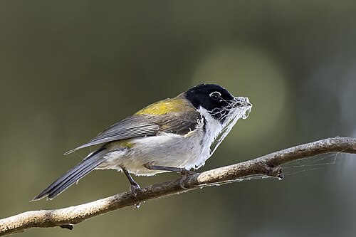 Black-headed honeyeater Melithreptus affinis Australia