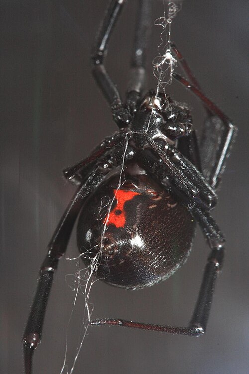 File:Black Widow making web.jpeg