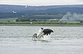 Adult female bottlenose and two young