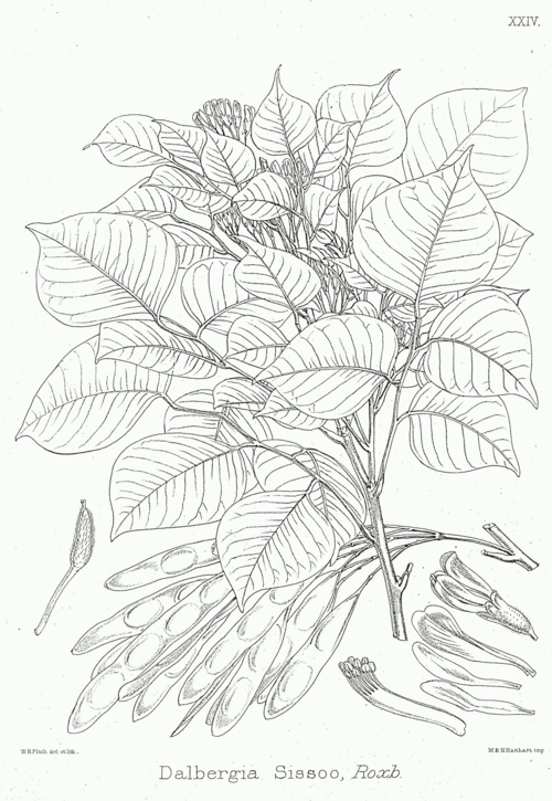 File:Dalbergia sissoo Bra24.png
