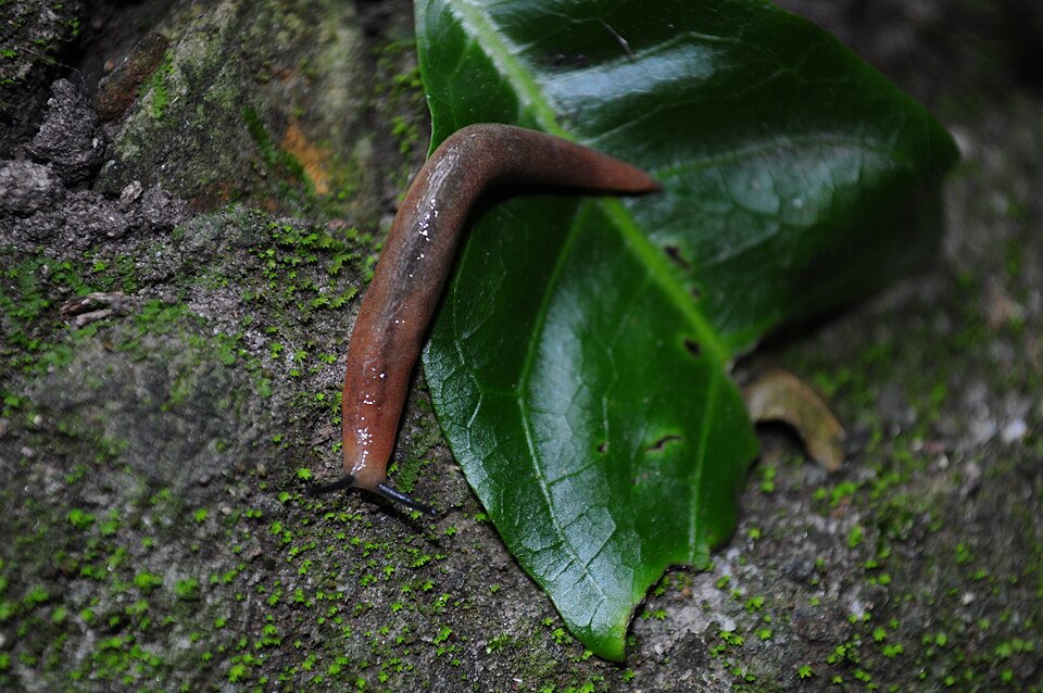 File:Gastropod from Mexico.jpg