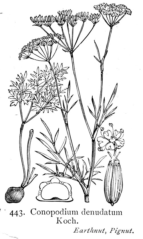 File:Illustration Conopodium majus British Flora.jpg