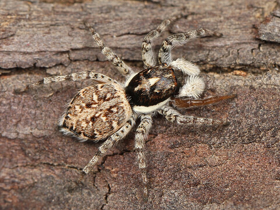 File:Kaldari Menemerus semilimbatus female 01.jpg