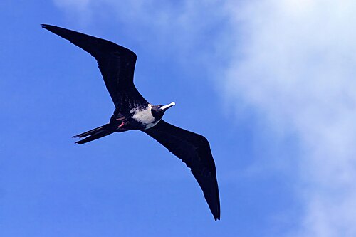 Magnificent frigatebird Fregata magnificens ♀ Antigua