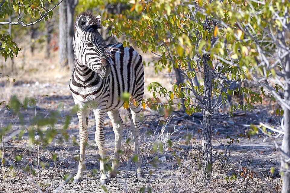 File:Plains Zebra Right 2019-07-26.jpg