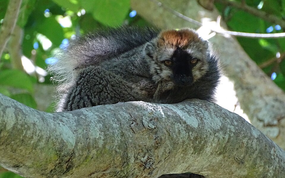 File:Red-fronted brown lemur 3.JPG