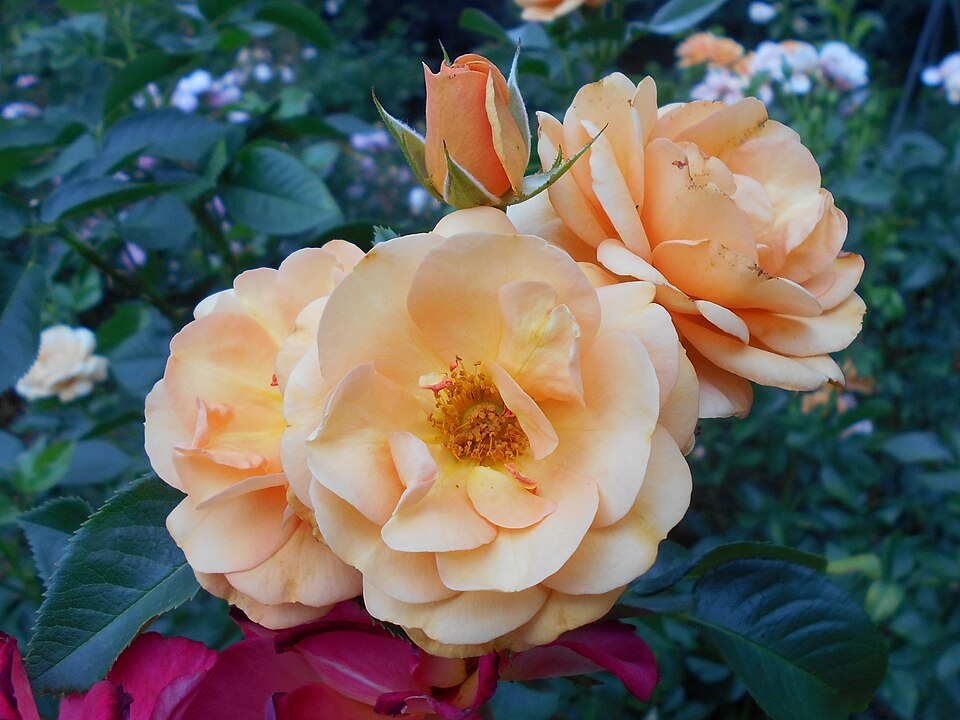File:Rosa Portoroz 2018-07-10 6028.jpg