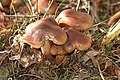 Tricholoma ustale