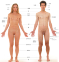 Korean 한국어/조선말 벡터 이미지