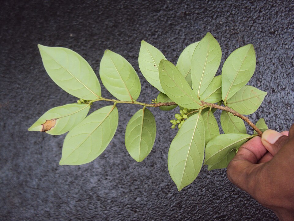 File:Antidesma acidum at Periya 2014 (4).jpg