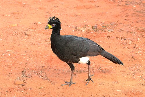 Bare-faced curassow Crax fasciolata ♂ Brazil