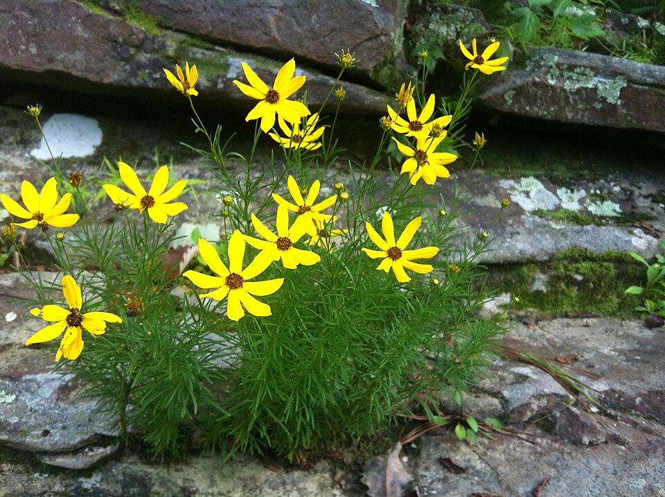 File:Coreopsis pulchra.JPG
