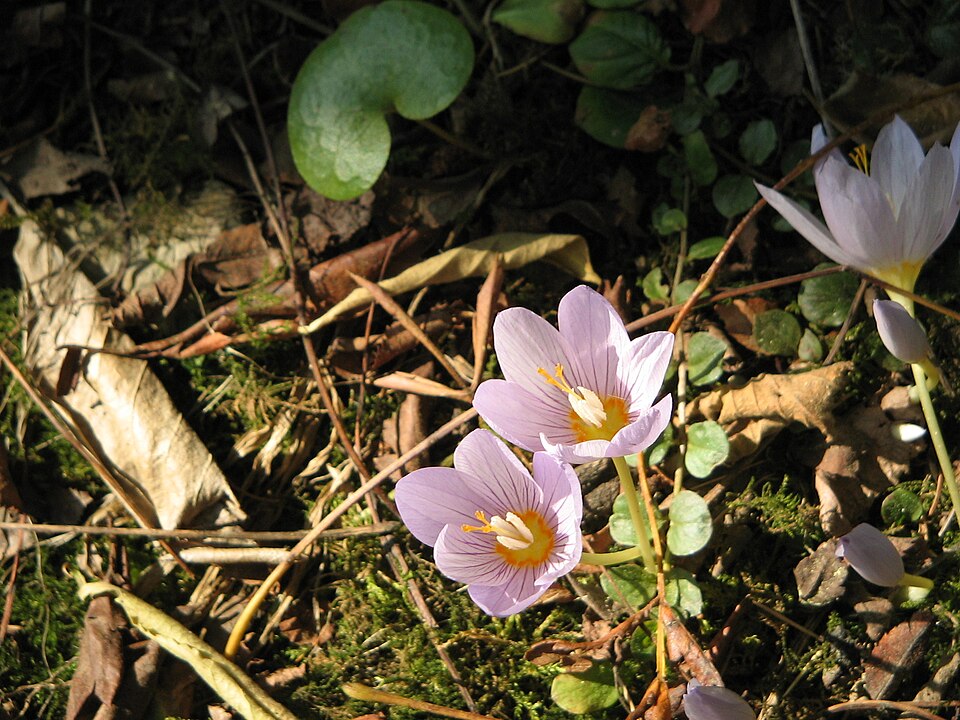 File:Crocus kotschyanus flowers2.jpg