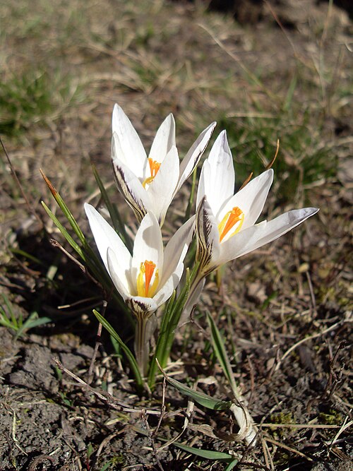 File:Crocus reticulatus.JPG