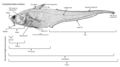 Image 59An annotated diagram of the basic external features of an abyssal grenadier and standard length measurements. (from Deep-sea fish)