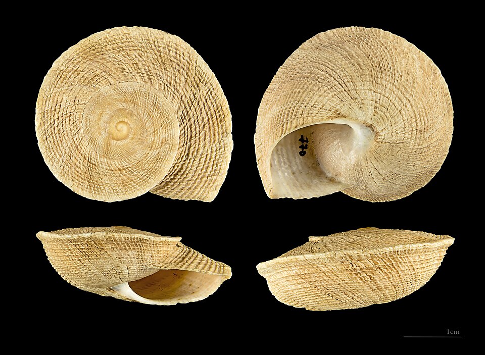 File:Iberus gualtieranus MHNT.CON.2002.770.jpg