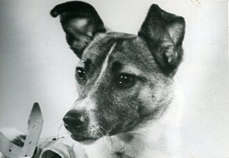 A photo of Laika taken in 1957