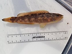 Showing size