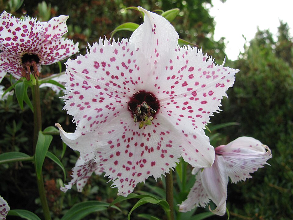 File:Nomocharis pardanthina, RBGE 2010, 2.jpg