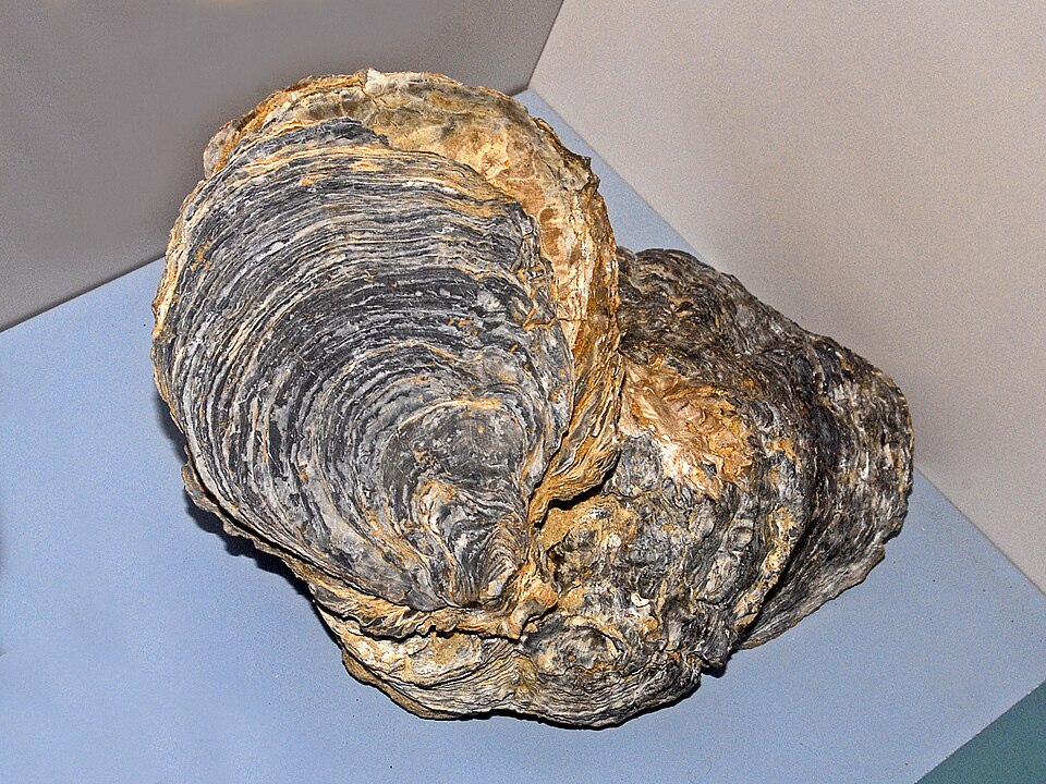 File:Ostreidae - Ostrea edulis.JPG