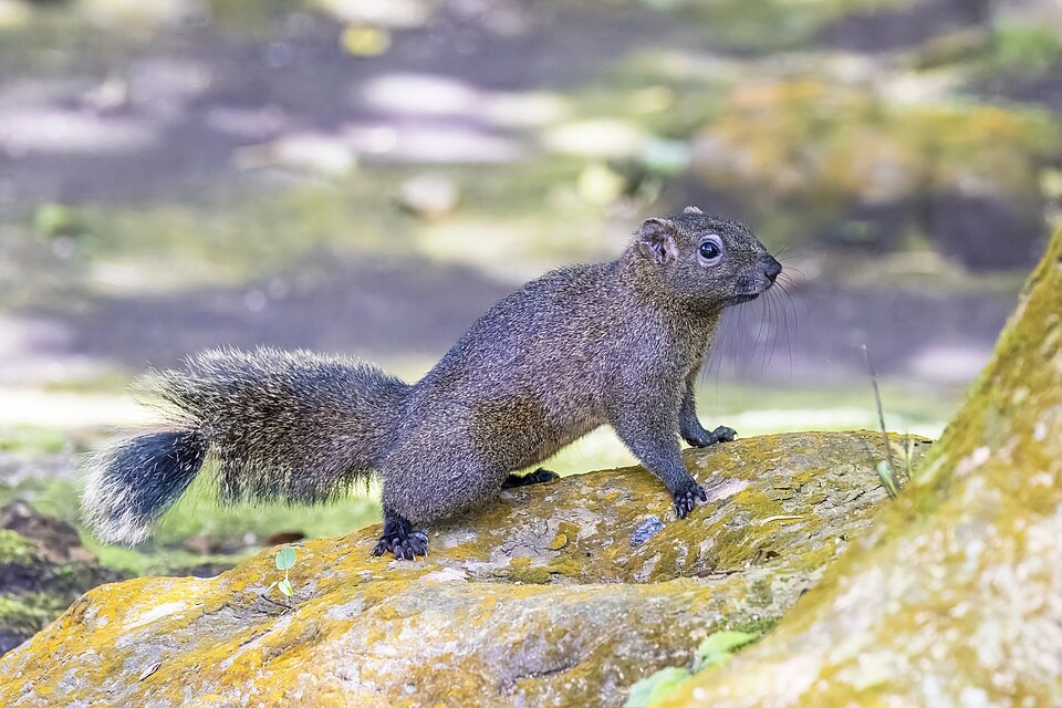 File:Pallas's squirrel (Callosciurus erythraeus thaiwanensis) Qianshan.jpg