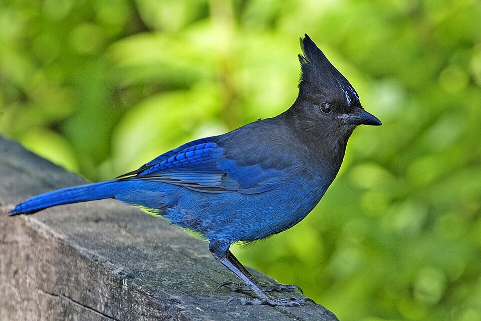 File:Stellers jay - natures pics.jpg