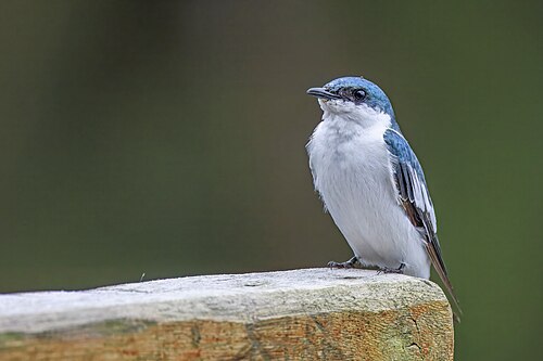 White-winged swallow Tachycineta albiventer Ecuador