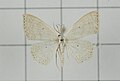 Thumbnail for version as of 19:08, 2 December 2017