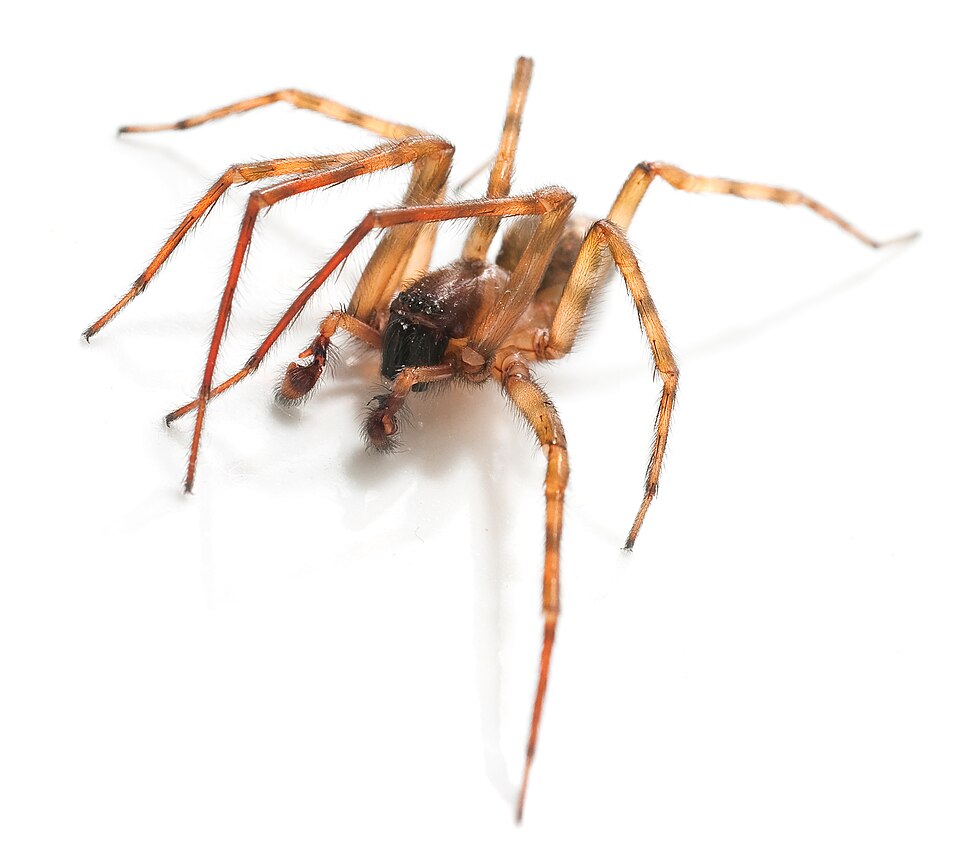 File:Amaurobius similis (male).jpg