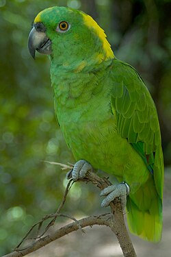 A green parrot with a yellow nape and forehead