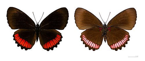 &nbsp;Museum specimen ♂ Both sides