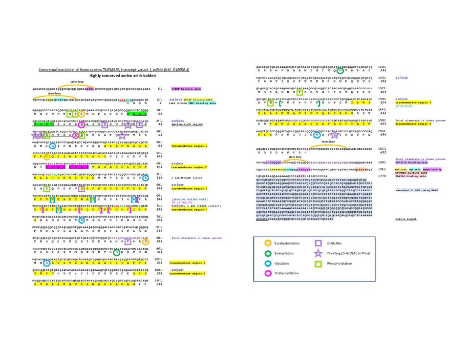 File:Conceptual translation of Homo sapiens TMEM39B.pdf