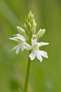 D. fuchsii var. alba, a white-flowered form