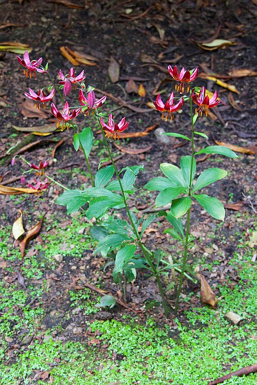 File:Lilium, Hare Hill, Cheshire 2.jpg