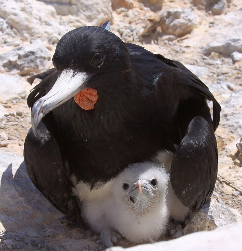 File:Male Frigatebird with chick Fregata aquila.jpg