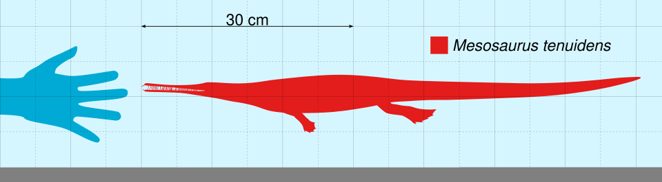 File:Mesosaurus Scale.svg